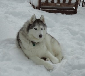 Kaya, enjoying the snow!
